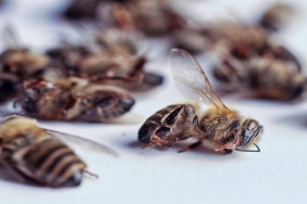 Pestisit Tehlikesi: Arıların Yok Oluşu Gıda Zincirini Çökertiyor!
